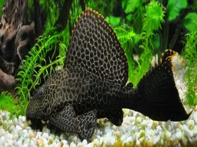 92+ Cá tỳ bà với ngoại hình lạ mắt khiến nhiều người tò mò