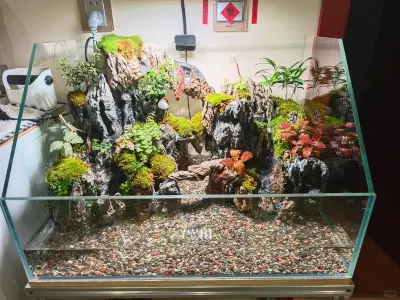 70+ ý tưởng bể cá bán cạn theo phong cách tự nhiên