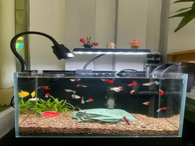 70+ mẫu bể thủy sinh biotop đẹp phong cách hoang dã