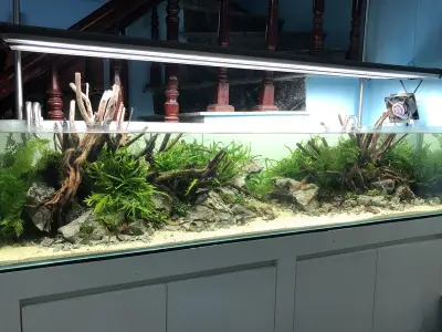 55+ mẫu bể thủy sinh đá tiger đẹp và ấn tượng nhất