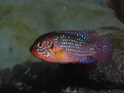 Ngắm 55+ ảnh Cá Kim Cương Đỏ sắc đỏ cực nổi bật và cuốn hút