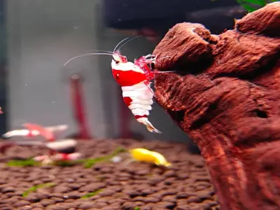 Ngắm 80+ ảnh chụp Tép Đỏ Crystal đẹp và rất hút mắt