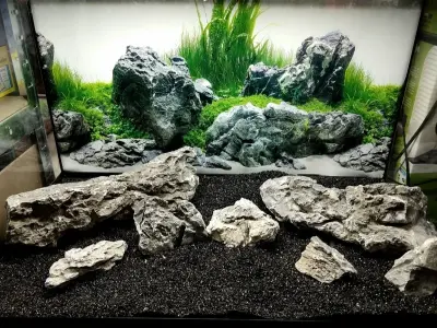 Khám phá vẻ đẹp tự nhiên của bể cá đá tai mèo độc đáo