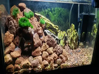 Ý tưởng decor bể cá đá nham thạch đẹp đầy ấn tượng