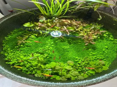 Chiêm ngưỡng bể cá thảm cây thủy sinh cực kỳ ấn tượng