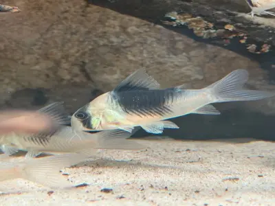 Ảnh cá chuột Cory đẹp hiếm gặp khiến dân chơi cá mê mẩn