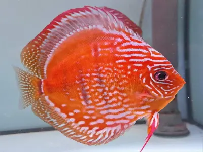 Ngắm trọn vẻ đẹp cá dĩa Discus biểu tượng cá cảnh cao cấp