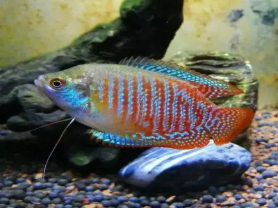 Chiêm ngưỡng bộ ảnh cá gourami đầy màu sắc cuốn hút