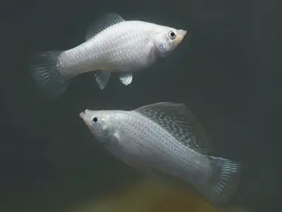 Khám phá vẻ đẹp độc đáo của cá molly trong bể cá phong thủy