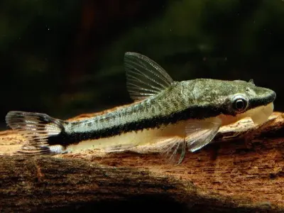 Bộ ảnh cá Otocinclus hiền lành được người chơi cá yêu thích