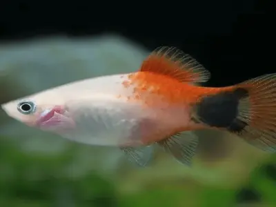 Cá Platy Mickey màu sắc rực rỡ thu hút người chơi cá cảnh