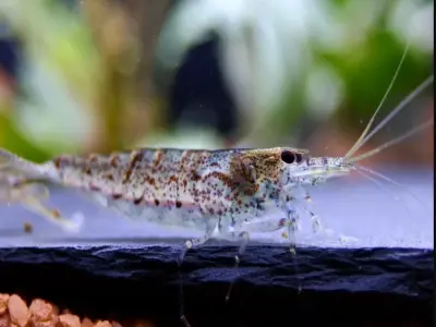 Khám phá vẻ đẹp tép Amano siêu cần cù trong bể cá