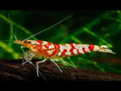 Ngắm ảnh tép Pinto với màu sắc khiến ai cũng bất ngờ