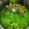 Chiêm ngưỡng bể cá thảm cây thủy sinh cực kỳ ấn tượng
