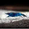 Khám phá sắc xanh độc đáo của tép Blue Velvet cảnh