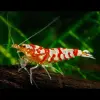 Ngắm ảnh tép Pinto với màu sắc khiến ai cũng bất ngờ