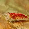 Bộ ảnh tép Sulawesi Cardinal nổi bật trong hồ thủy sinh