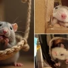 Expert strategies for creating a stimulating environment for pet rats