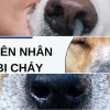 Cách xử lý khi chó bị chảy nước mũi màu vàng và dấu hiệu bệnh nguy hiểm 2026