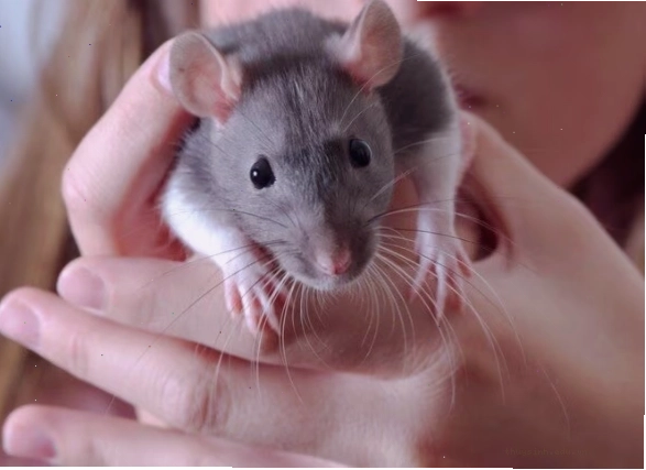 creating a stimulating environment for pet rats in a large cage