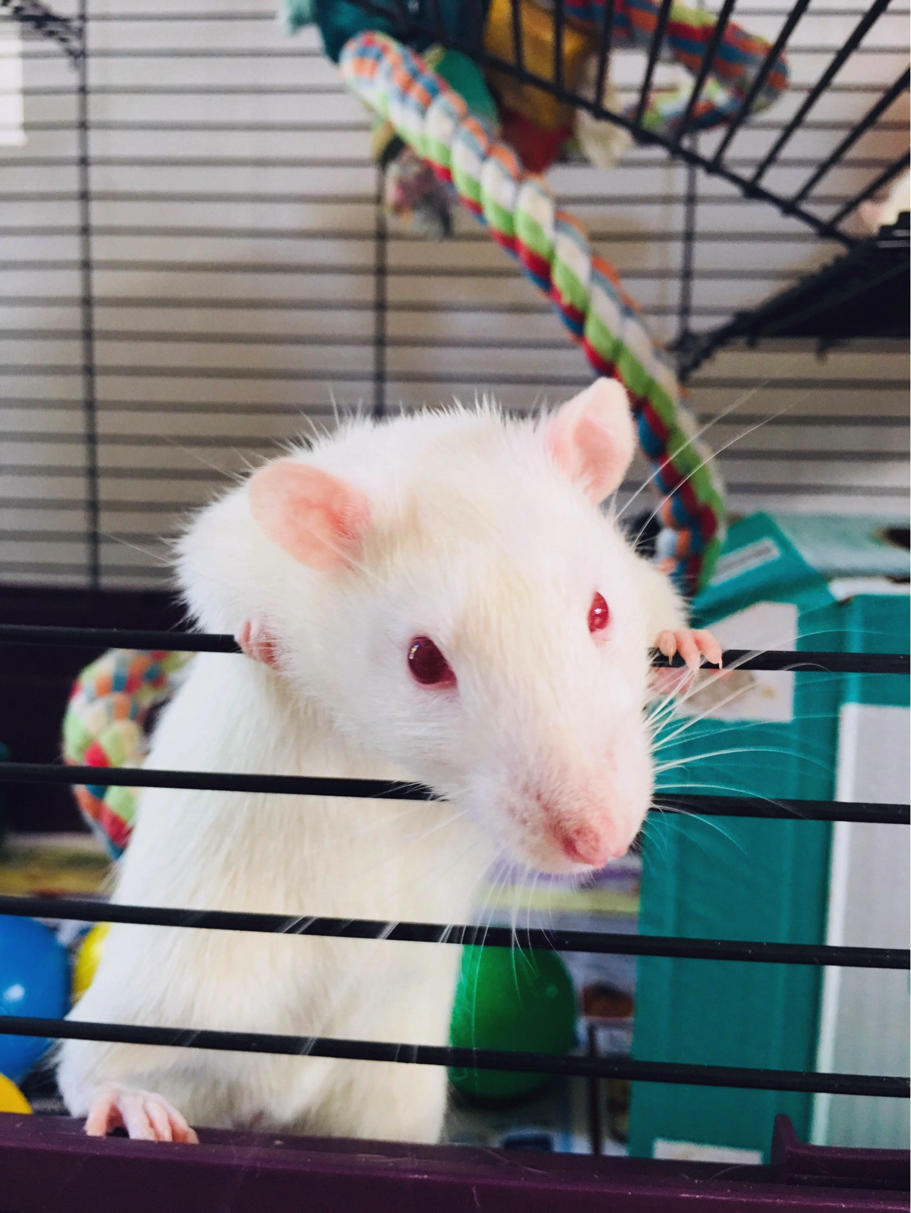 The Ultimate Guide to Keeping Happy and Healthy Pet Rats