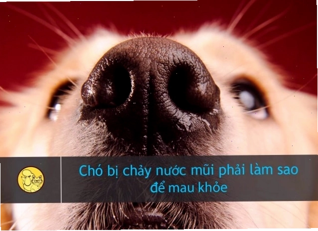 Các vấn đề về mũi khiến chó không thoải mái và mệt mỏi
