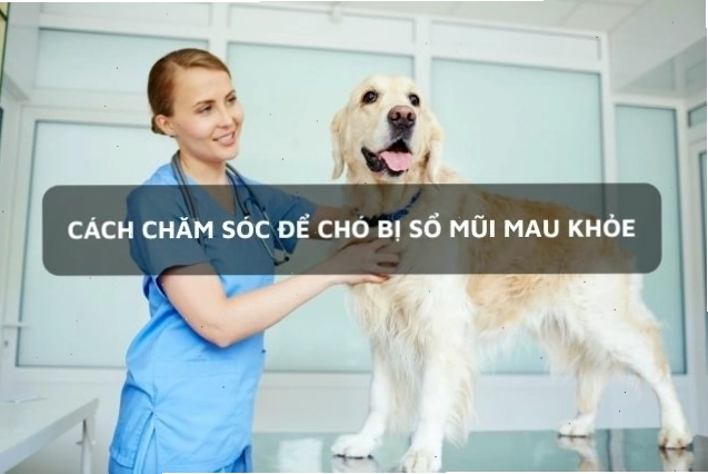 Chú chó đang được chăm sóc tận tình để mau chóng hồi phục