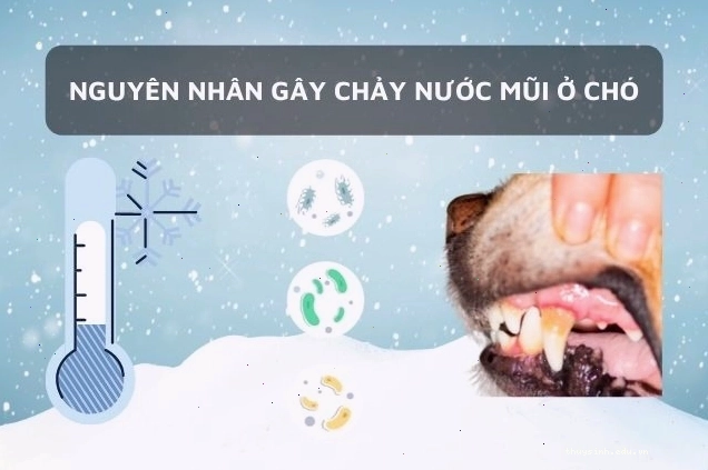 Những nguyên nhân làm chó chảy nước mũi cần được xác định sớm