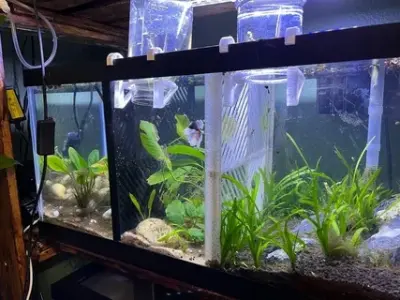 Mẫu bể cá betta nhiều ngăn đẹp và cách setup độc đáo
