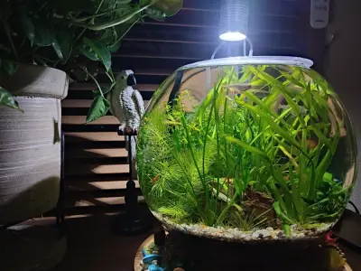 99+ Mẫu bể cá hình cầu đẹp và cách decor ấn tượng