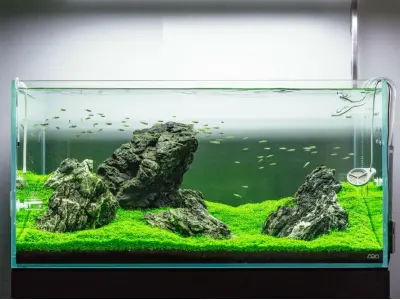 Nghệ thuật decor bể cá phong cách Iwagumi tối giản