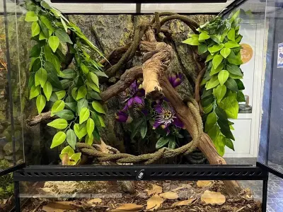 Bể Terrarium - Nghệ thuật kiến tạo hệ sinh thái xanh thu nhỏ