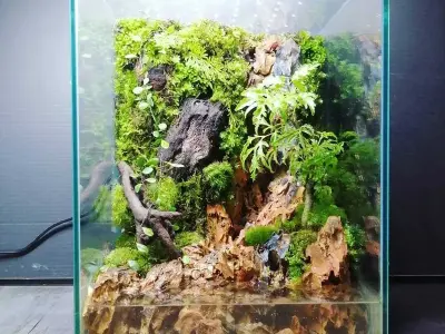 Bể thủy sinh 40cm - Lựa chọn hoàn hảo cho không gian nhỏ gọn