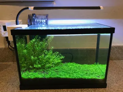 Bộ sưu tập bể thủy sinh không co2 vẫn xanh tốt rực rỡ
