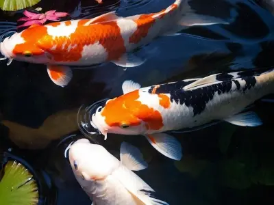 Bộ sưu tập ảnh cá Koi đẹp nhất cho người yêu cá cảnh