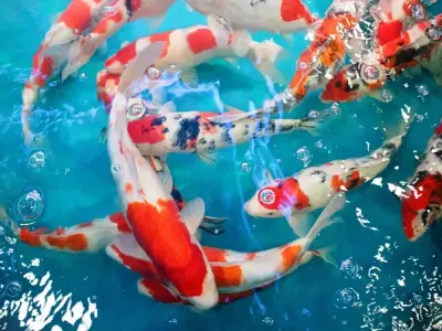 Ngắm ảnh cá Koi Nhật chuẩn đẹp khiến ai cũng mê mẩn