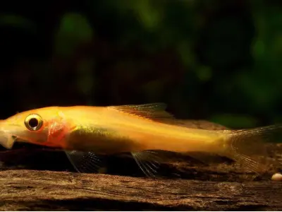 Đừng bỏ lỡ loạt ảnh cá nô lệ đầy ấn tượng gây tò mò