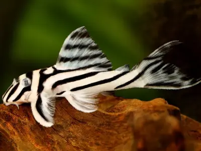 Bộ sưu tập ảnh cá pleco hiếm thấy nhất dành cho dân chơi cá
