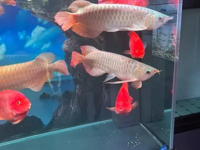 Ngắm nhìn ảnh cá Rồng đẹp mang giá trị phong thủy
