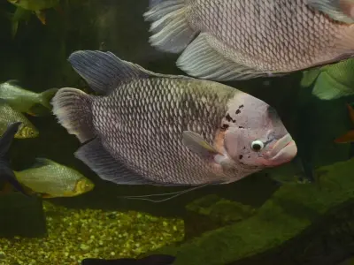 Ngắm nhìn ảnh cá Tài Phát đẹp mang ý nghĩa phát tài