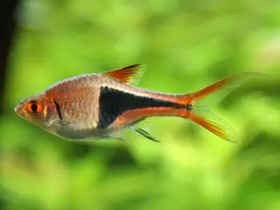 Tổng hợp những mẫu ảnh cá tam giác đẹp và phổ biến nhất