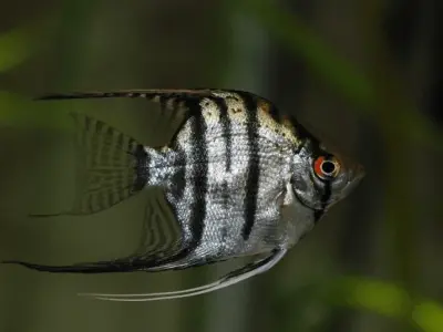Khám phá kho ảnh cá thần tiên đa dạng màu sắc cực cuốn hút