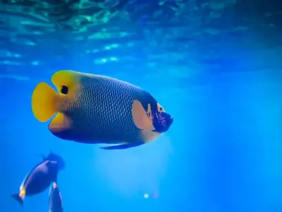 Trọn bộ ảnh cá Thiên Thần biển nổi bật trong bể cá biển