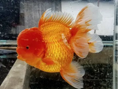 Ngắm nhìn ảnh cá Vàng Oranda đẹp, màu sắc cuốn hút