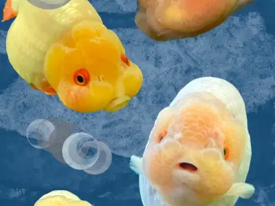 Ảnh cá Vàng Ranchu đẹp mê hoặc giới chơi cá phong thủy