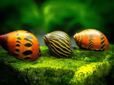 Tổng hợp hình ảnh ốc Nerita lung linh cho dân chơi cá