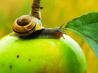 Trọn bộ ảnh ốc Táo cho người yêu thủy sinh cảnh độc đáo