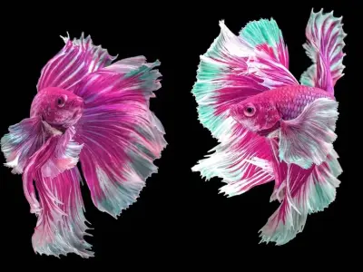 Ảnh cá betta độc đáo giúp người chơi cá tìm ý tưởng mới