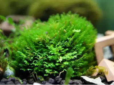 50+ mẫu rêu Minifiss trải nền tuyệt đẹp cho hồ thủy sinh