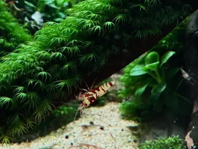 Ngắm nhìn vẻ đẹp của các loại rêu thủy sinh trong bể cá